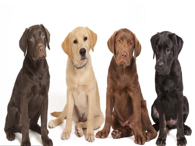 多彩的拉布拉多颜色不是价值的标准适合你的就是无价的