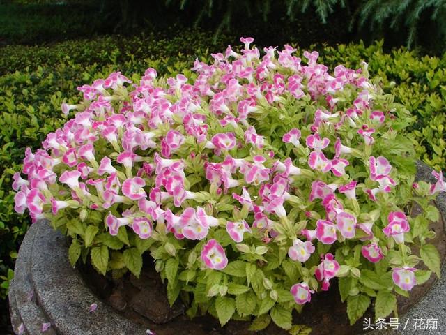 夏堇花耐热又耐晒从夏开到秋好看又好养一株也能开爆盆