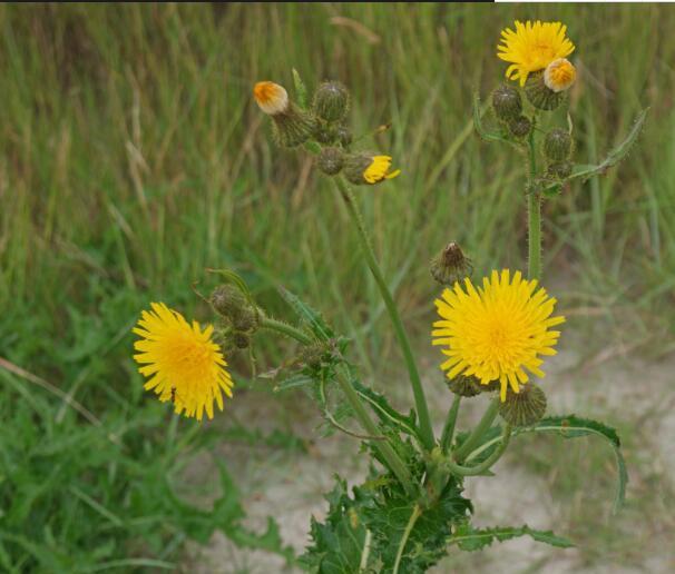 路边的小黄花,看看你都叫得出名字吗__财经头条