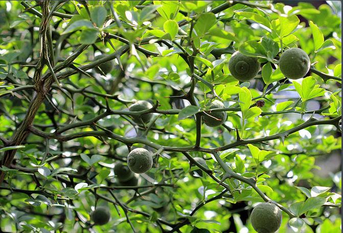 农村这种防贼树浑身都是宝能当野菜又能化痰清肠胃