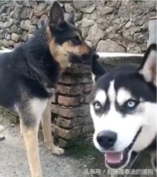 贱贱的二哈竟然用这种方式调戏它|土狗|哈士奇|田园_新浪新闻