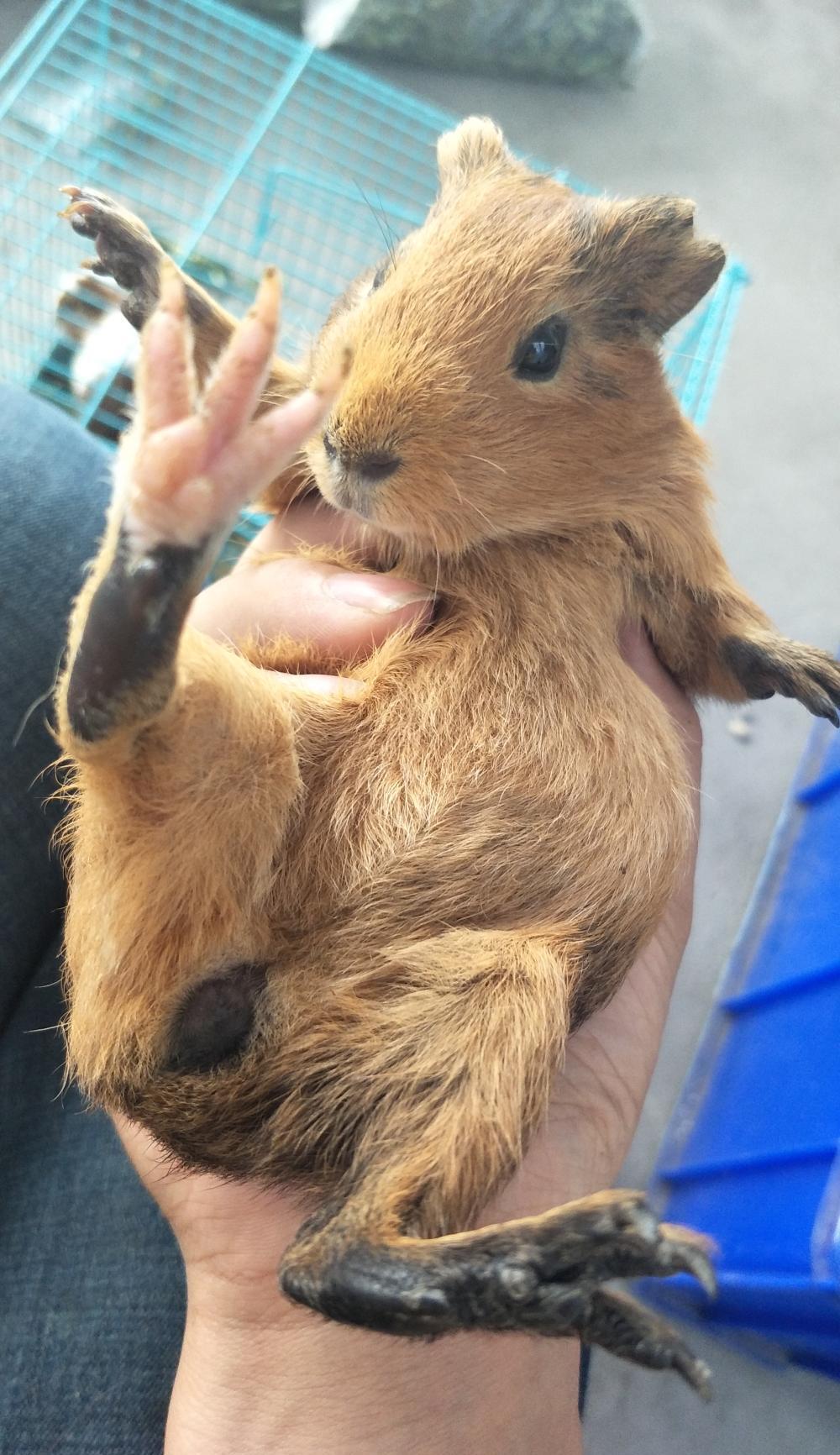 我家新来的宝宝, 棕色的荷兰猪一只