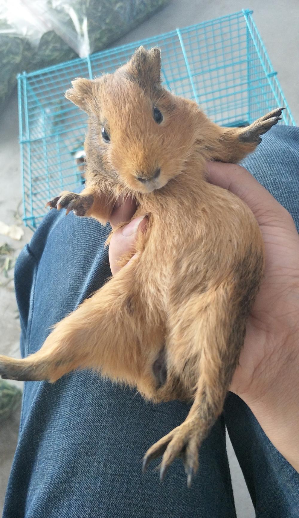 我家新来的宝宝, 棕色的荷兰猪一只|荷兰猪|豚鼠|荷兰鼠_新浪新闻