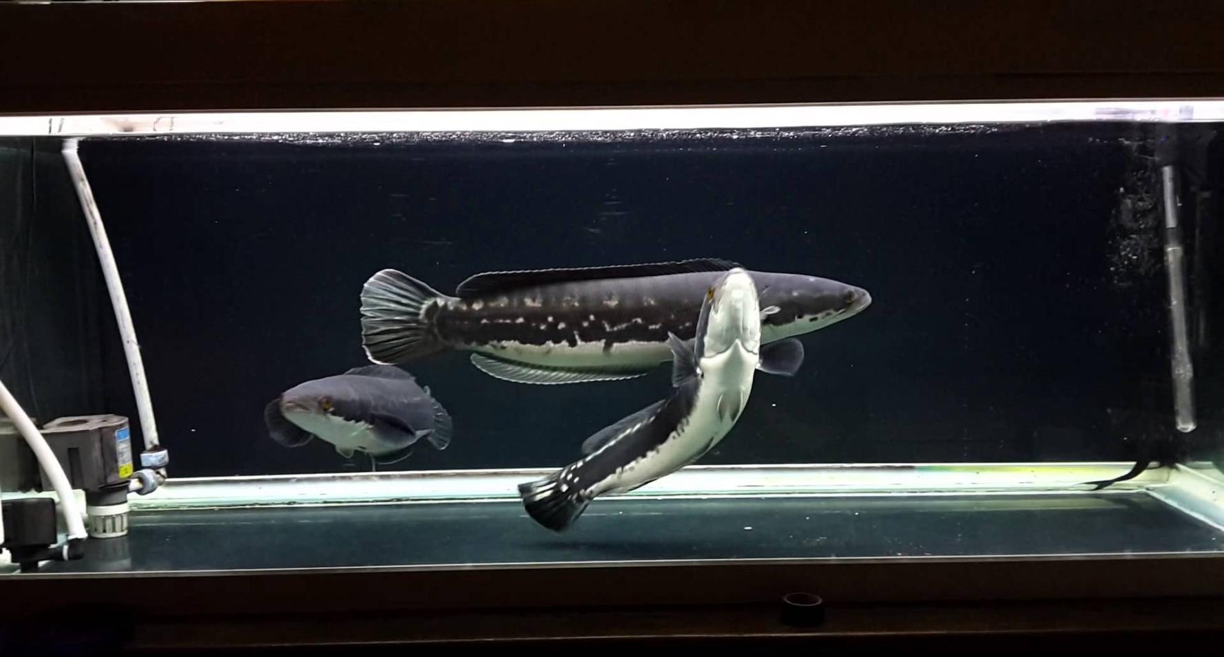 世界9大入侵鱼种令外国人头痛不已, 呼吁中国人前去援救解决危机