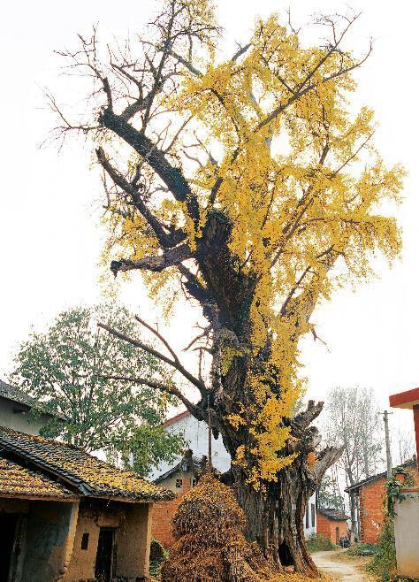 一棵树一个景点陕西十大古代名人手植树