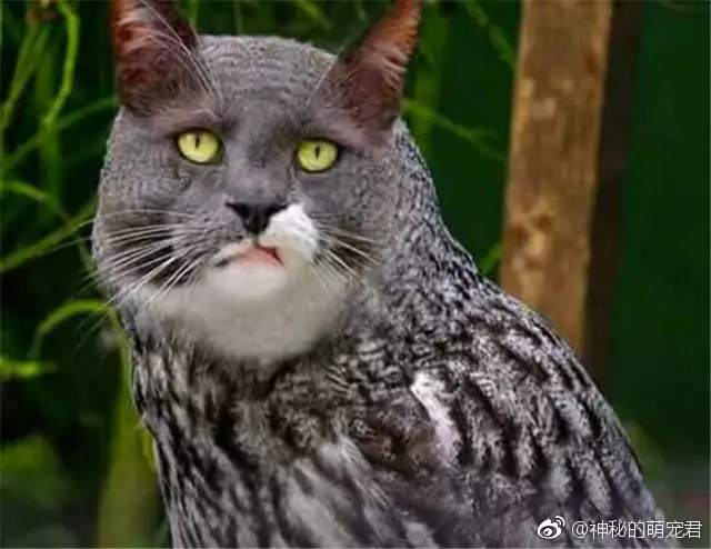 这才是真正的猫头鹰不行了,我要笑一会