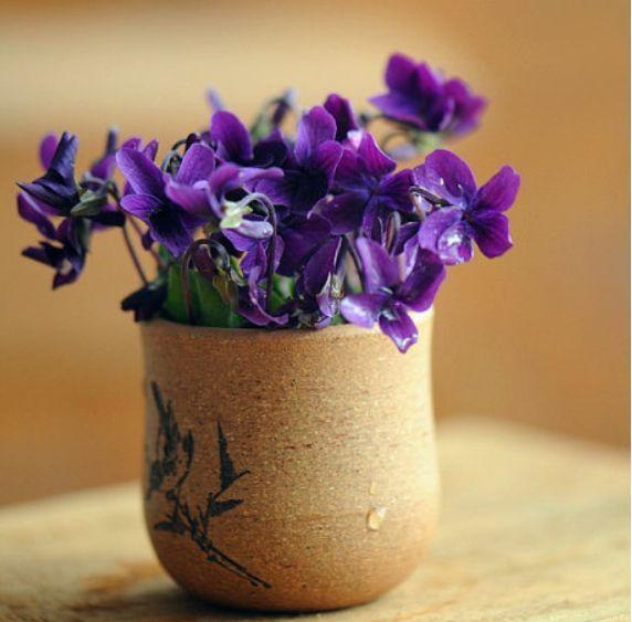 此花漂亮好养,药用价值极高,只要用心栽培,养成盆景很简单!