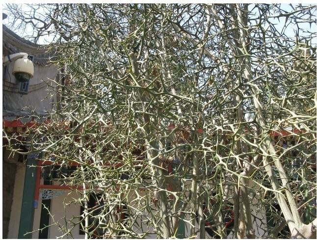 农村这种"狗调头",贼见了就跑,果实没人敢吃,却能化痰|枸橘|果实|狗