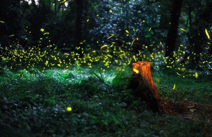 萤火星点点,明月伴清风