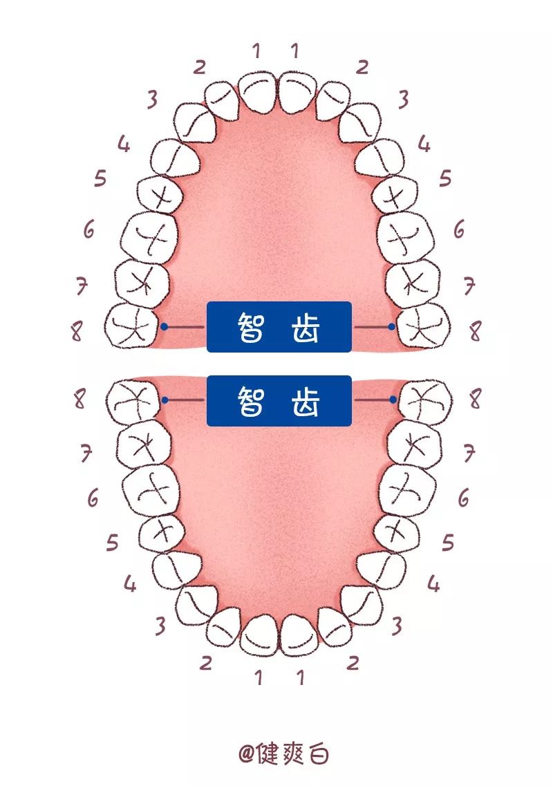 有些人的智齿可以正常长出,也有些人的智齿没有位置顺利长出,从而形成