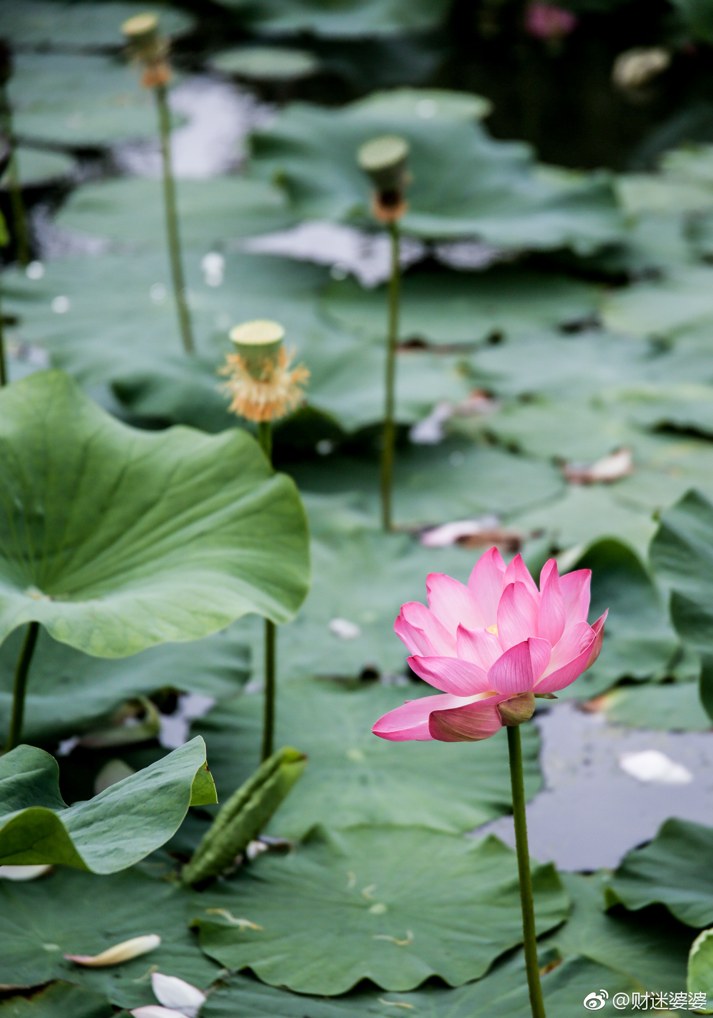 在五大连池偶遇荷花突然的一阵雨水让我停留在这片荷塘边听雨打荷