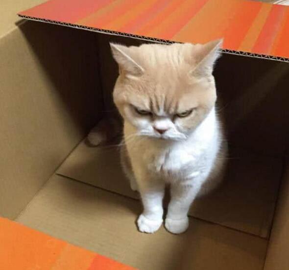 铲屎官买了只猫咪,回家后却总是一副生气脸,可把主人给愁坏了!