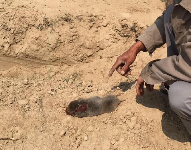 这种老鼠人称地羊20年前是北方一害现在30一只当药材