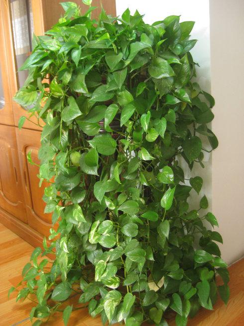 养绿萝时别只傻傻会浇水盆里多加1种料2个月长成瀑布