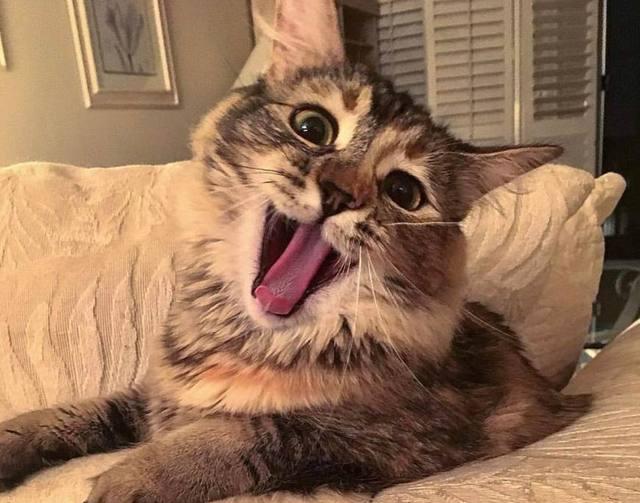 6张爆笑的猫咪囧图