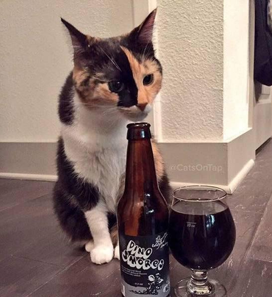 猫咪:来,陪本王喝一杯