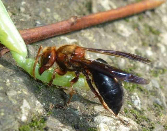登山老手遇到虎头蜂不以为意结果却死在了山上