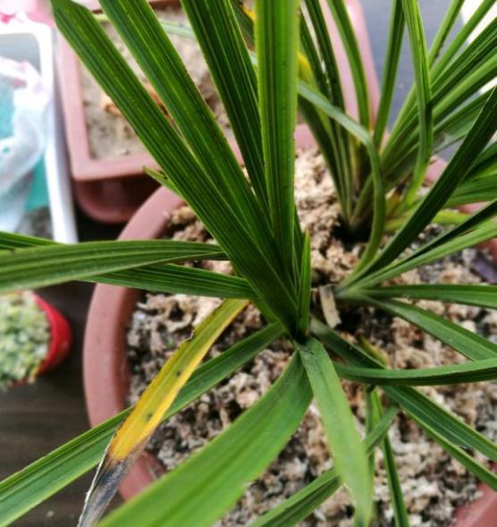 兰花叶子发黄怎么办?抓住这4个关键点,轻轻松松的把兰花养好