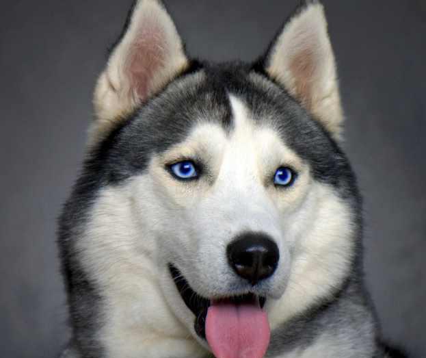 为什么不能买蓝眼白猫?