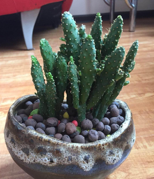 姬珊瑚如何养喜欢的花友看过来