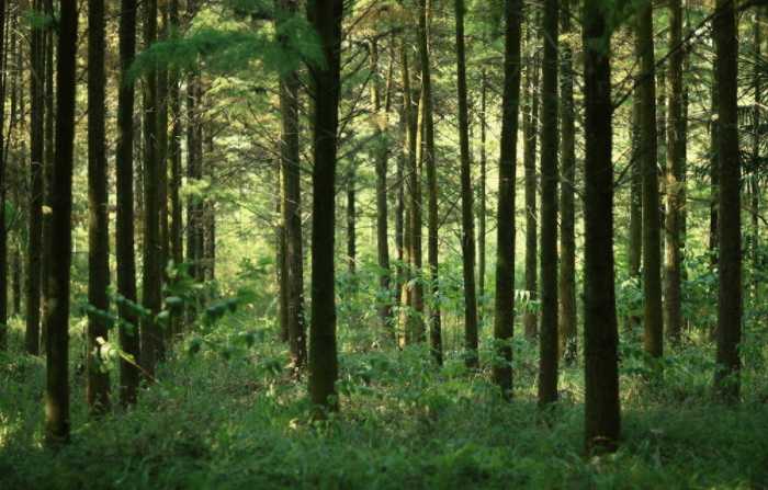 阿富汗有一种吸血树,一旦有物体触碰它们,轻则失血重则丧命
