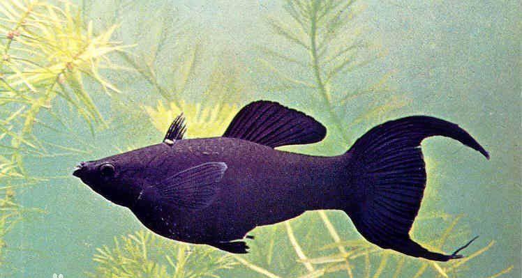 黑裙鱼(黑裙鱼会咬其他鱼吗)