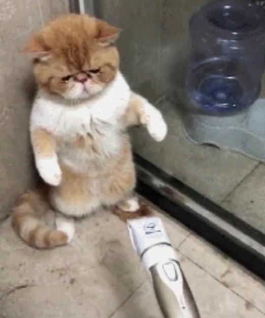 主人嫌加菲猫胖给它剃毛,结果猫咪蹲在墙角瑟瑟发抖,猫:救命!