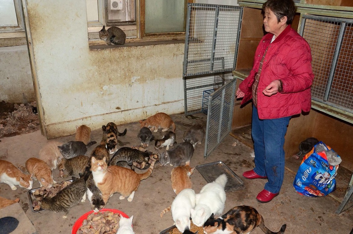 老太收养千只流浪猫,老伴分居13年,邻居闹翻,万元猫舍被拆