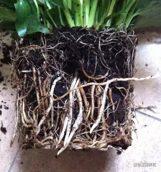 养一帆风顺掌握这2点花开不断盆盆爆