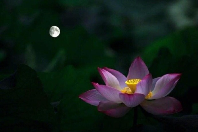 月下薄雾影昭昭,荷花荷叶尽窈窕