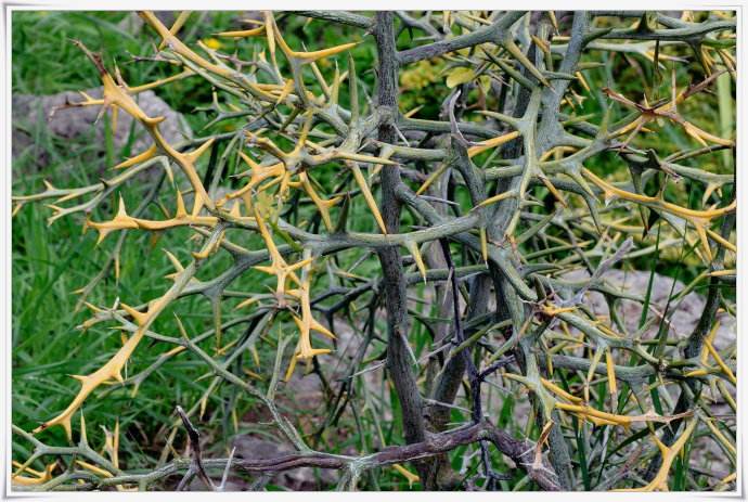 农村这种防贼树浑身都是宝能当野菜又能化痰清肠胃