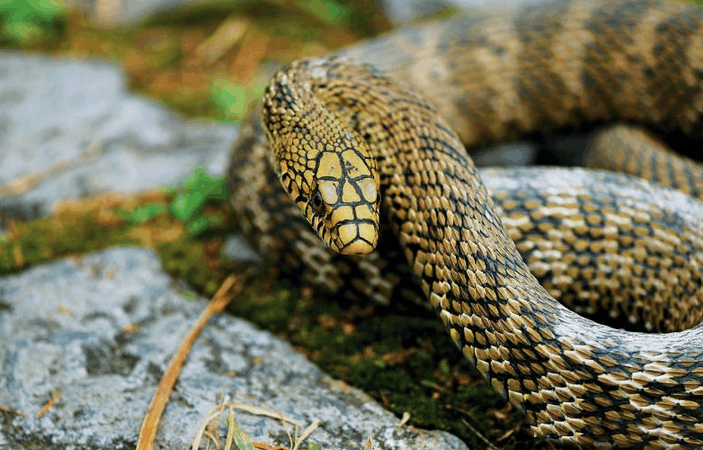 中国最牛的无毒蛇可吞食五步蛇或许只有眼镜王蛇能抗衡