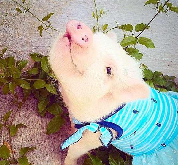 宠物猪头像可爱 微信图片