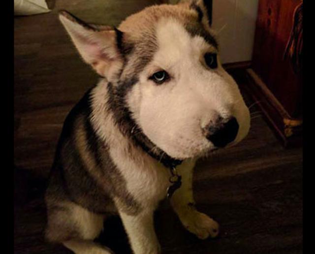 网友回家发现哈士奇脸肿成猪头