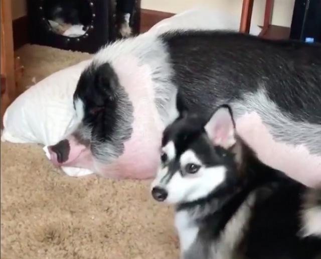 哈士奇叫大猪起床,使尽浑身解数终于把猪叫醒了!