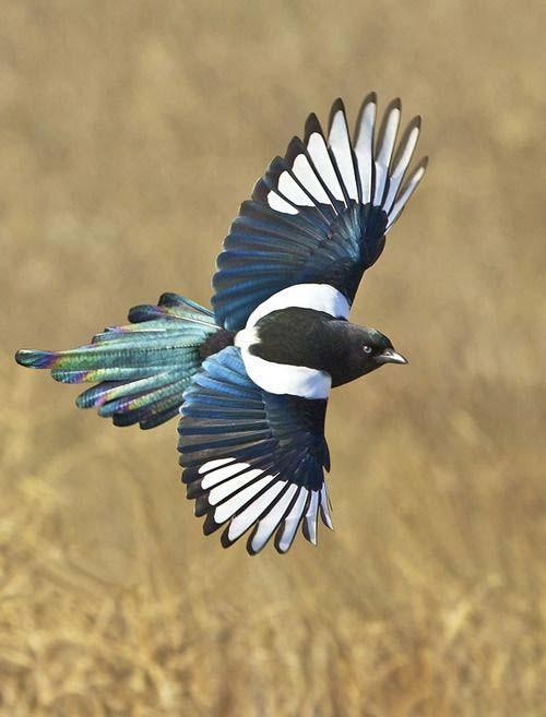 动物世界为什么凶悍的猛禽很少捕食喜鹊