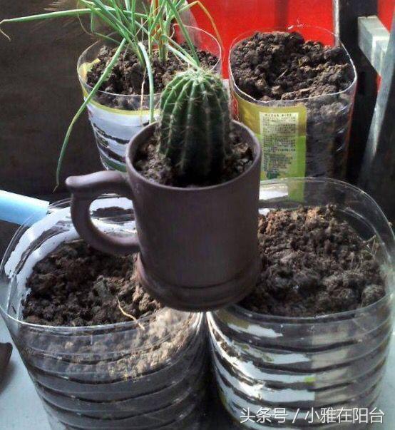 一个空油壶剪开就是花盆几十盆绿植好漂亮花草旺旺的
