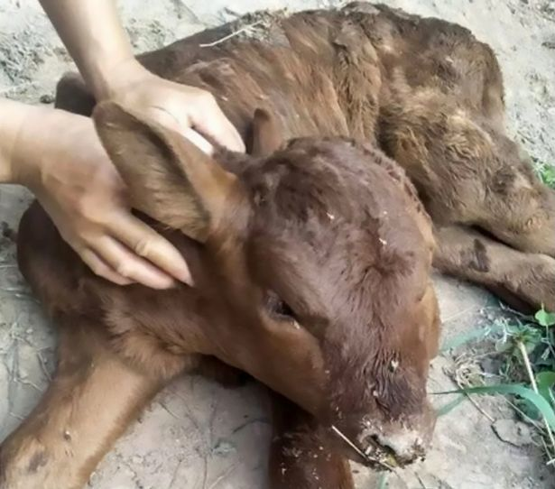 母牛生下四只眼睛两张嘴的小牛,村里老人看了一眼说这牛不能要