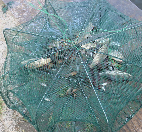 千万别用普通地笼,义乌发明新式的万能笼,天天有鱼汤喝