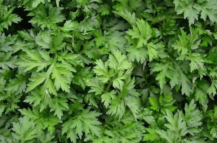 艾草,也叫艾蒿,香艾.多年生草本或略成半灌木状植物,植株有浓烈香气.