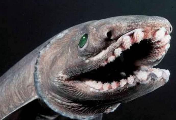 6种依旧存活的古老生物最后2种是中国特有