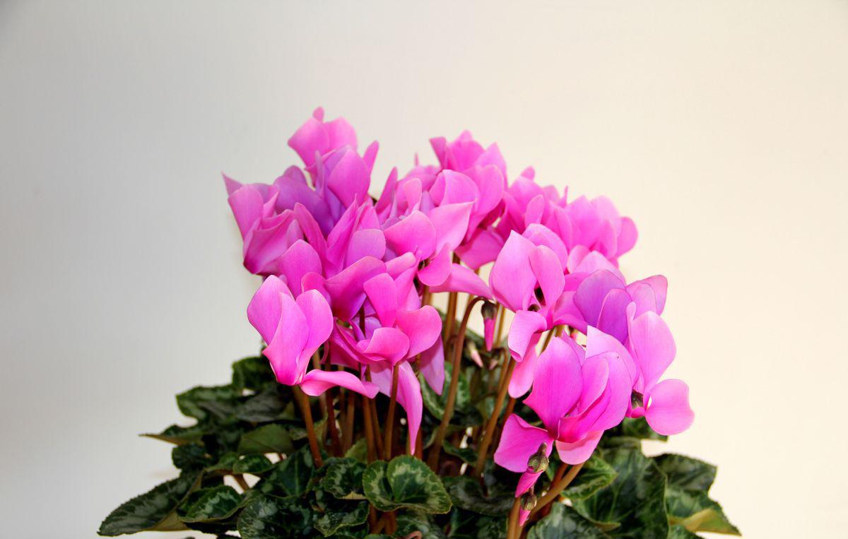 仙客来养护注意这几点让它花开不断开满盆