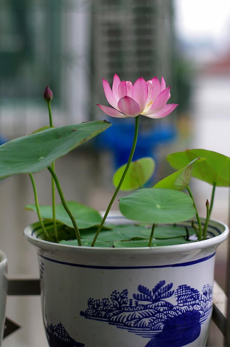 碗莲养护口诀,两个月都能赏花,花大色艳清香远溢!