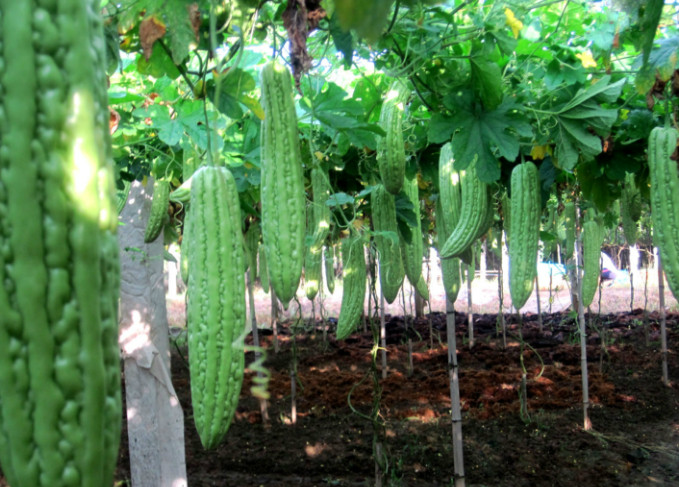 在家种植苦瓜做好这几点,年年结的果实全家都吃不完,快来看看吧