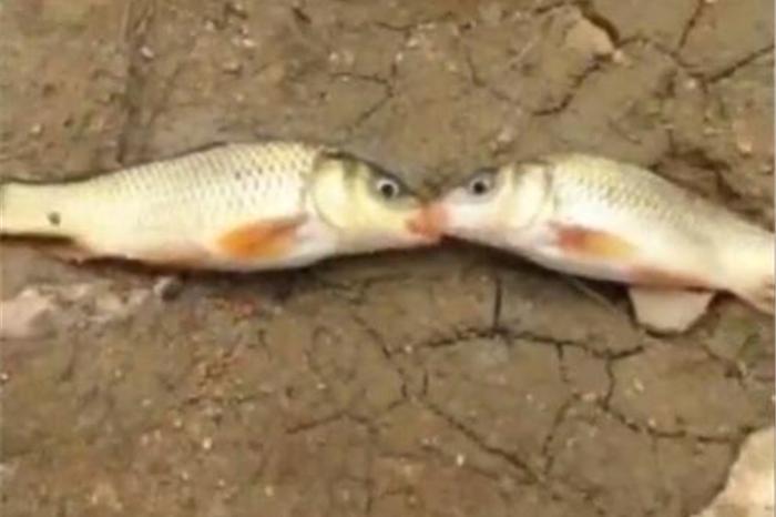 相濡以沫说的就是这两条鱼吧!在没水的地面上相互喂唾沫