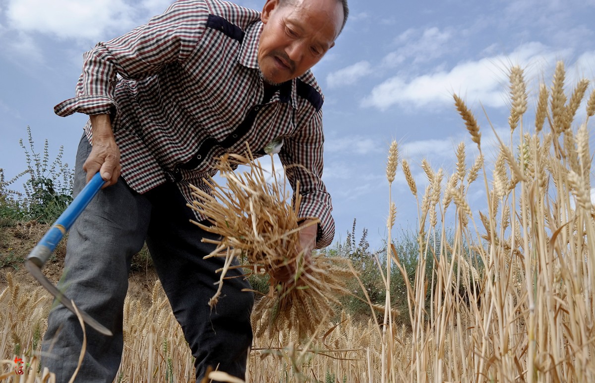 又到一年夏收季，7旬老人挥镰龙口夺食，这些收麦方式正逐渐消失