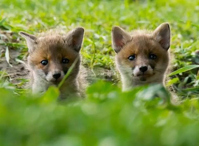 萌萌哒小奶狐,太可爱了!快来抱一下