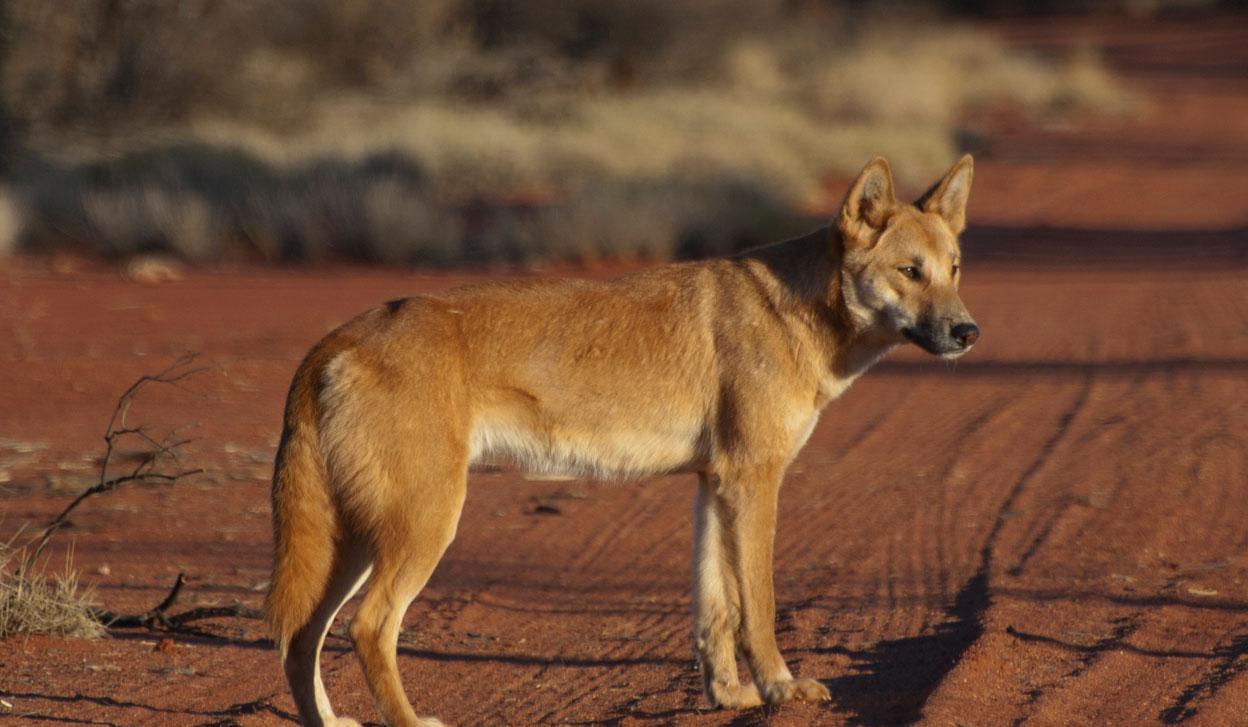 澳洲野狗咬死牲口损坏农场主利益, 被人们倒吊在树上烂成白骨