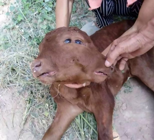 母牛生下四只眼睛两张嘴的小牛,村里老人看了一眼说这牛不能要