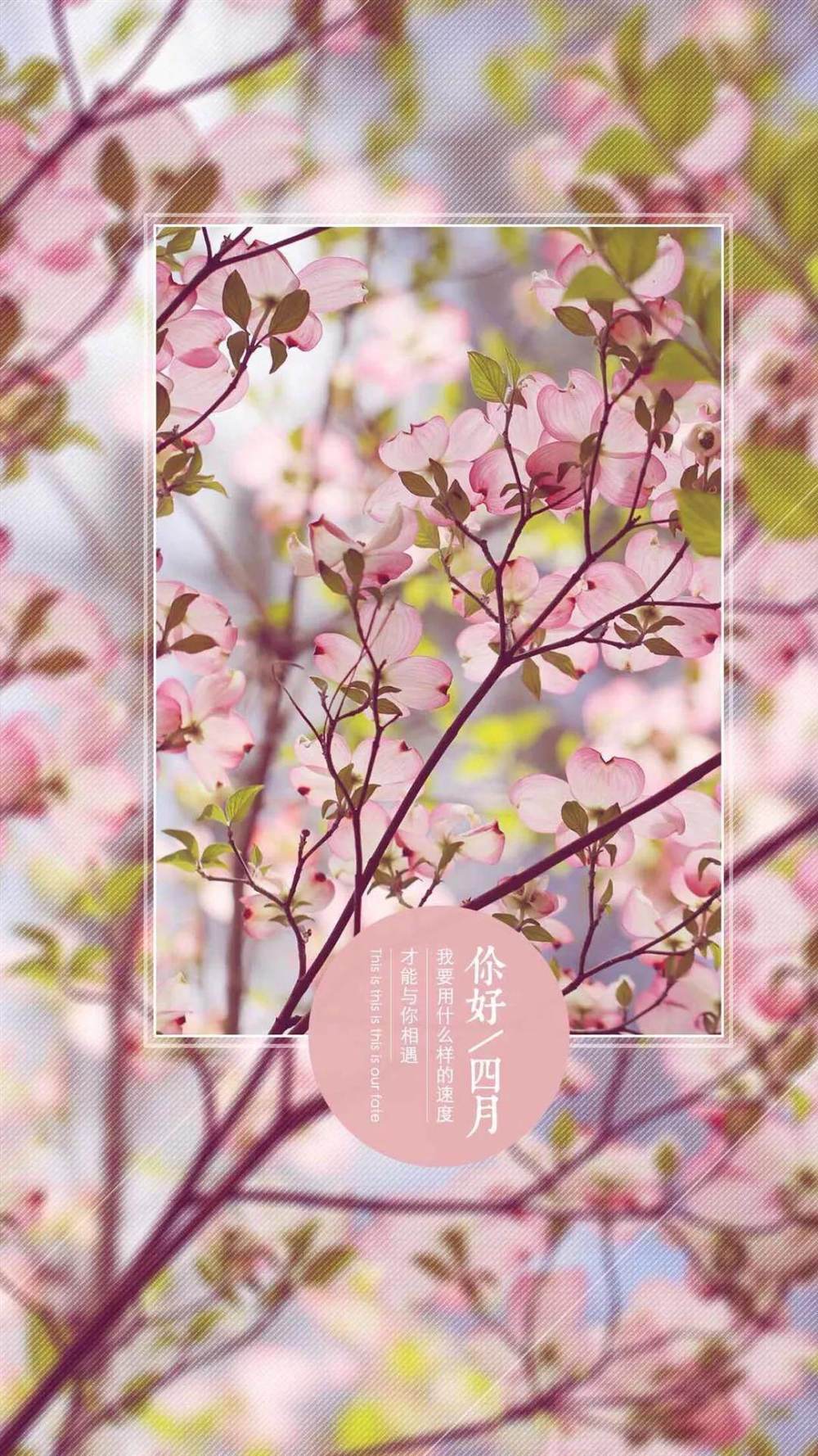 3月,再见|四月天|芳菲|花开_新浪新闻
